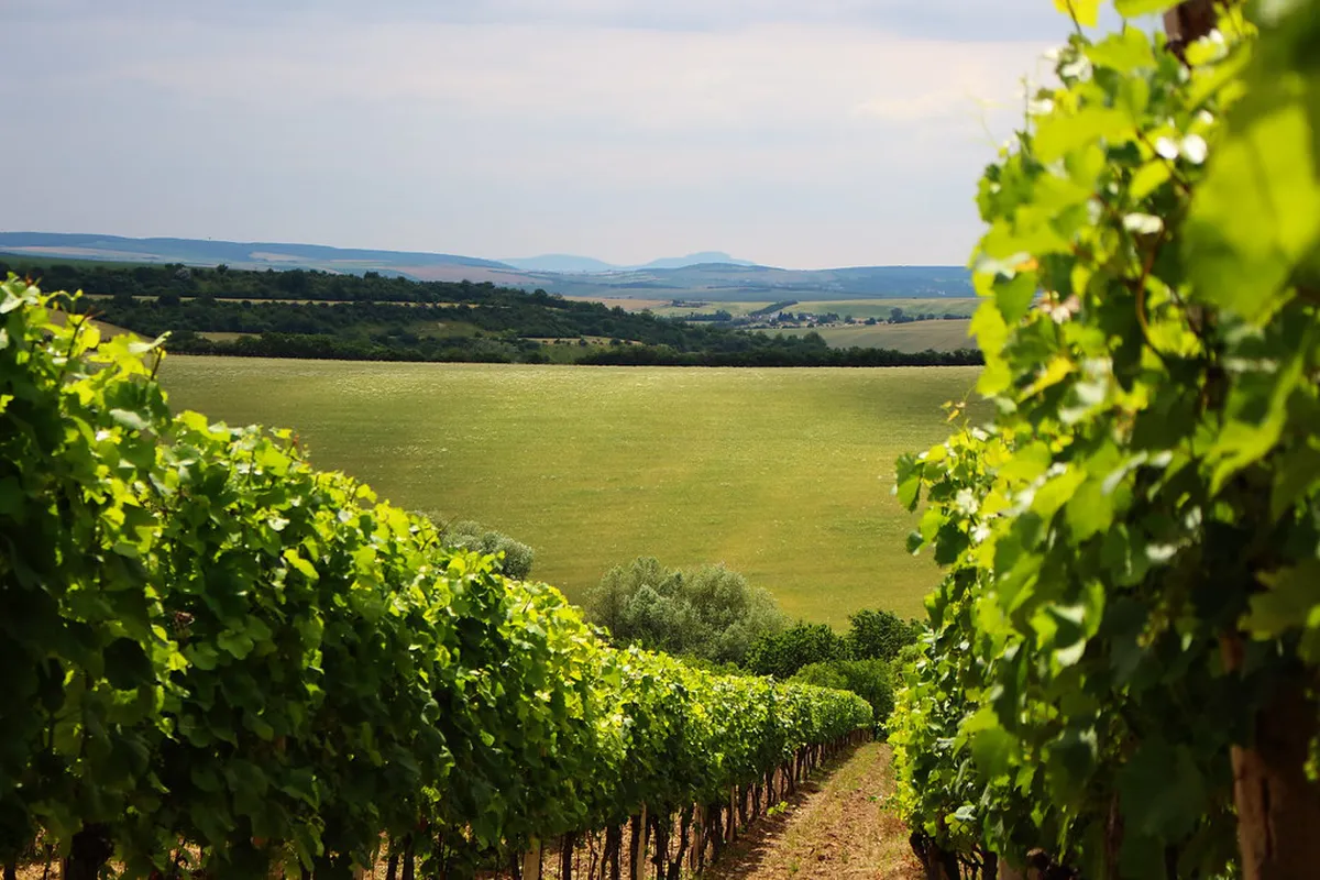 Explore Moravia Region from Brno: A 2025 Guide