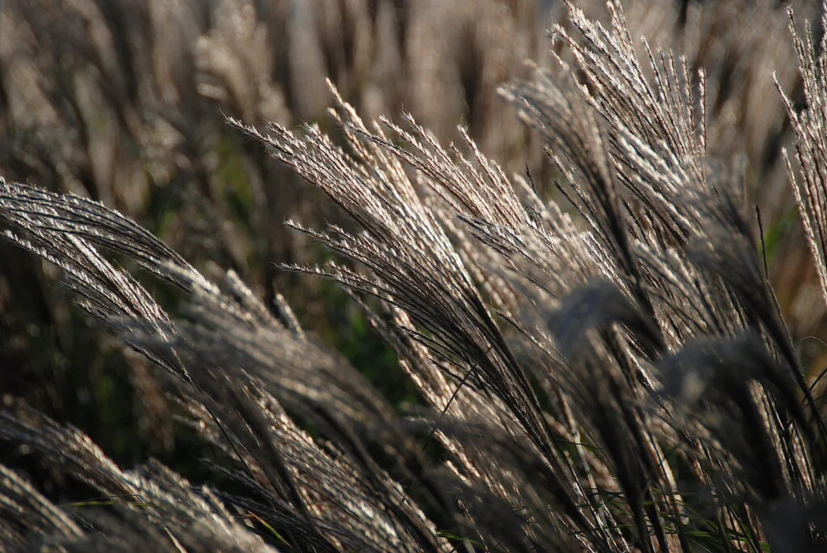 Where to Buy Brno Handmade Gifts in 2025: Your Guide