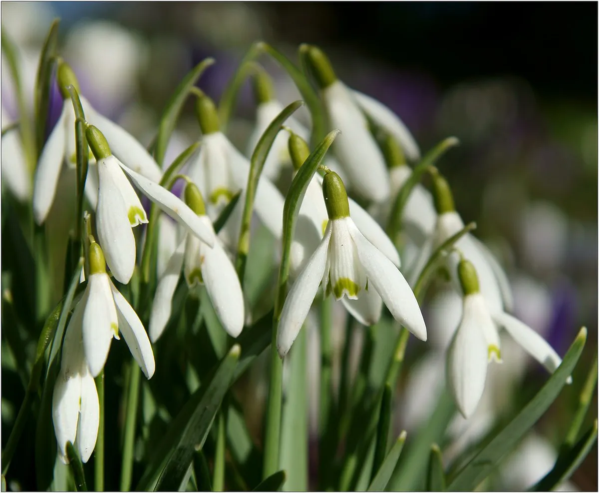 Annual Festivals Český Krumlov 2025: Your Event Guide