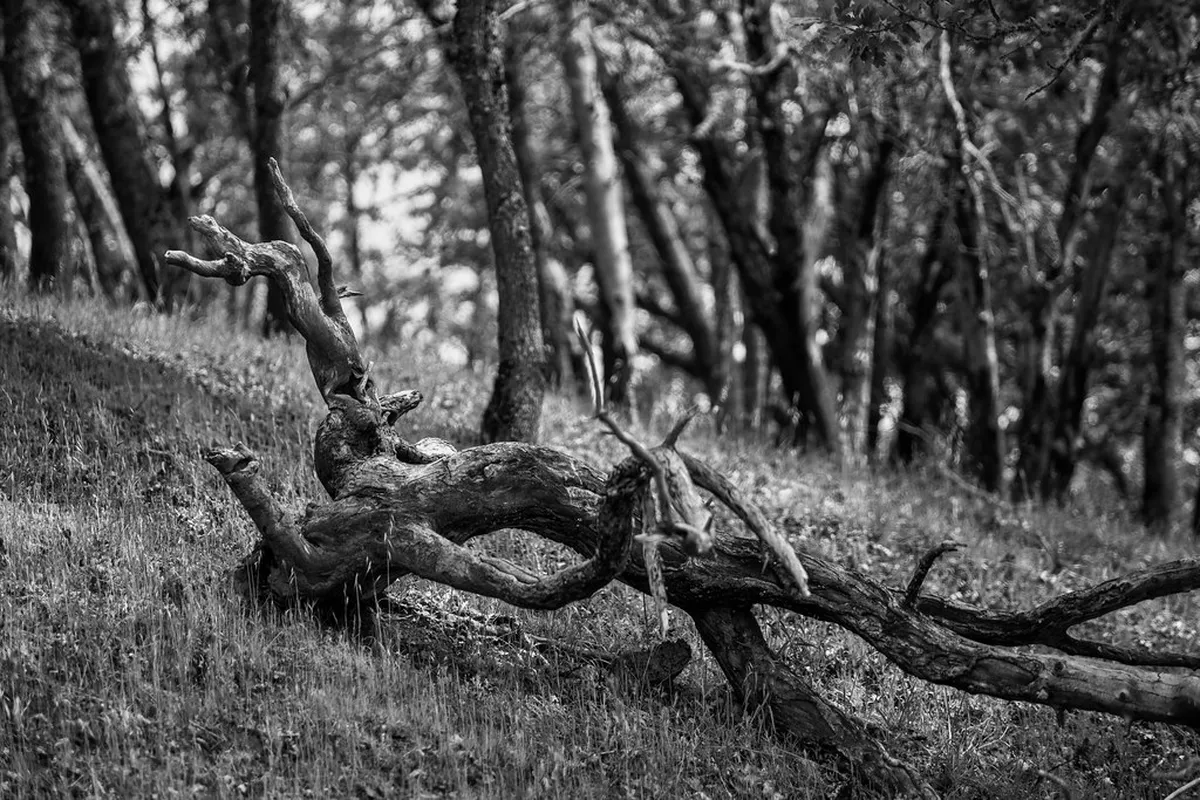 What to See at Fotoatelier Seidel in Český Krumlov