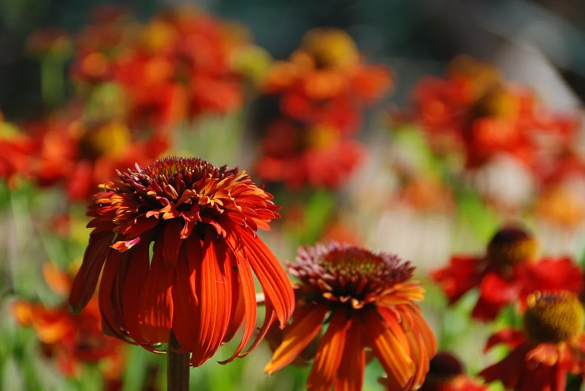 What's Open Late Český Krumlov: Evening Guide 2025