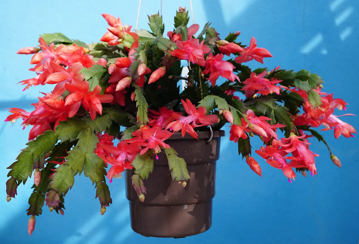 The Best Way to Explore Karlovy Vary in 2025