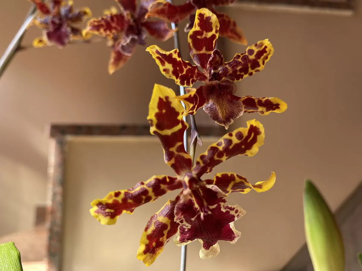 Essential Tipping Guide for Olomouc Restaurants 2025