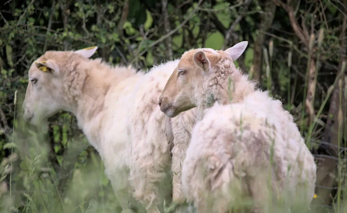 Top Things to Do in Plzeň Winter 2025