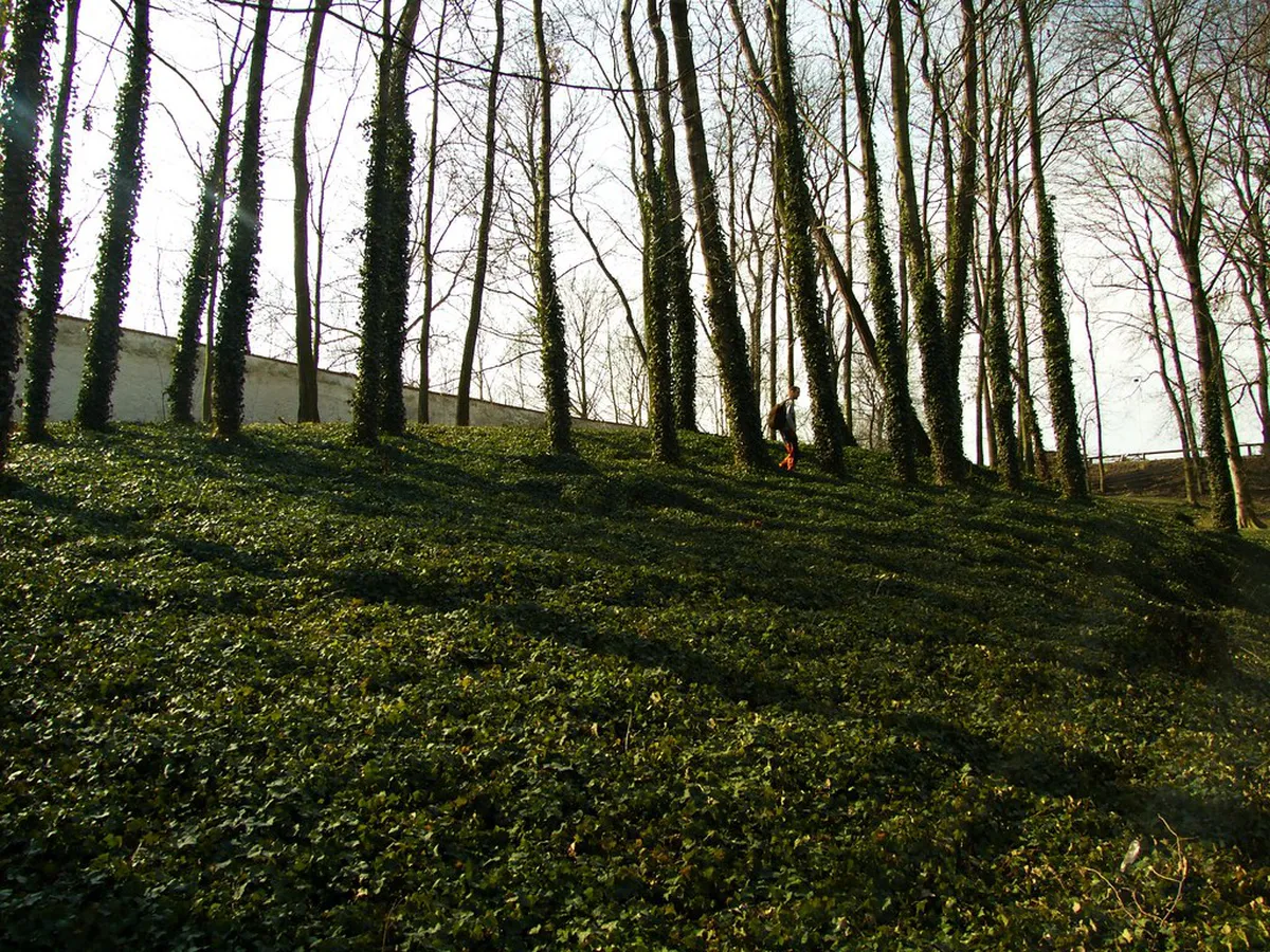 Discover Authentic Czech Food Plzeň in 2025